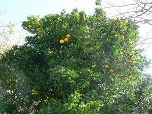 P1000782 P1000782
