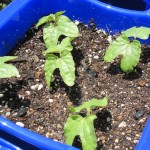 IMG_3686 IMG_3686
