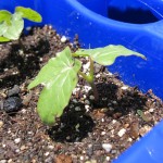 IMG_3687 IMG_3687