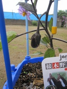 IMG_2916 IMG_2916