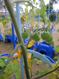 IMG_2917 IMG_2917