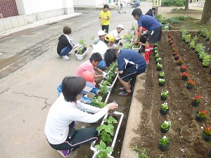 児童は，学校花壇の苗植えから始めました。\\