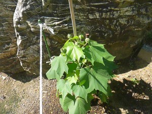 スイフヨウ（花の色：朝白で夕方ピンクに変化します。）\\\\\