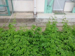 DSC02997