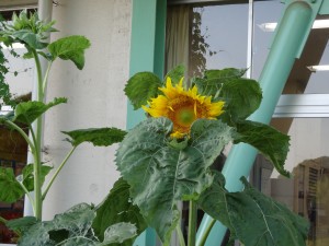 DSC03591