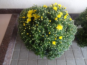DSC04335