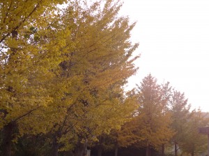 DSC06621